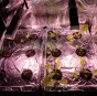 DIY hydroponic lettuce and herbs